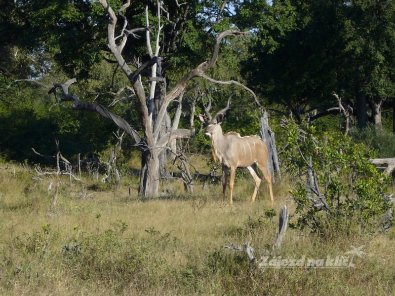 botswana-novy-web-034.jpg