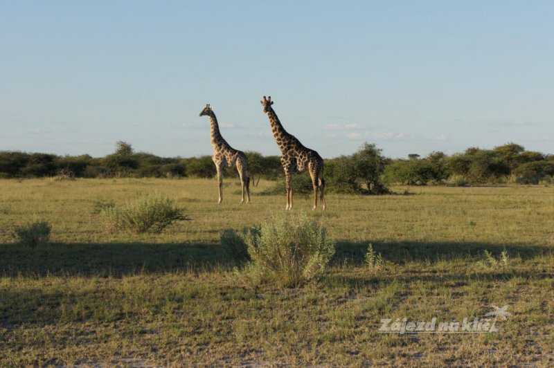 botswana-novy-web-036.jpg