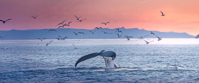 https://scenic.cruises/