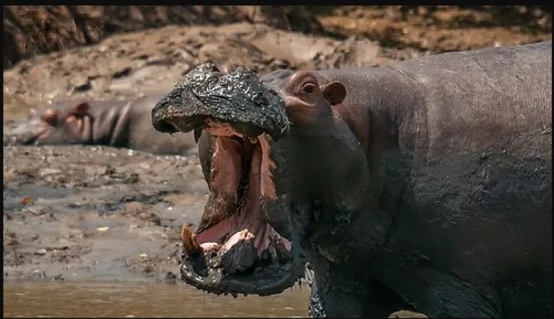 Saadani Safari Lodge