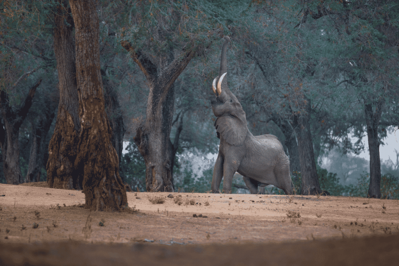 Ker & Downey® Africa