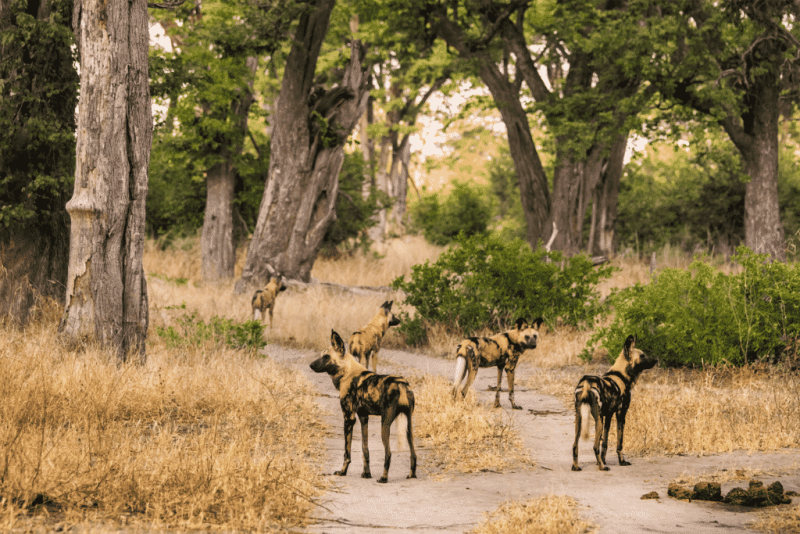 Ker & Downey® Africa