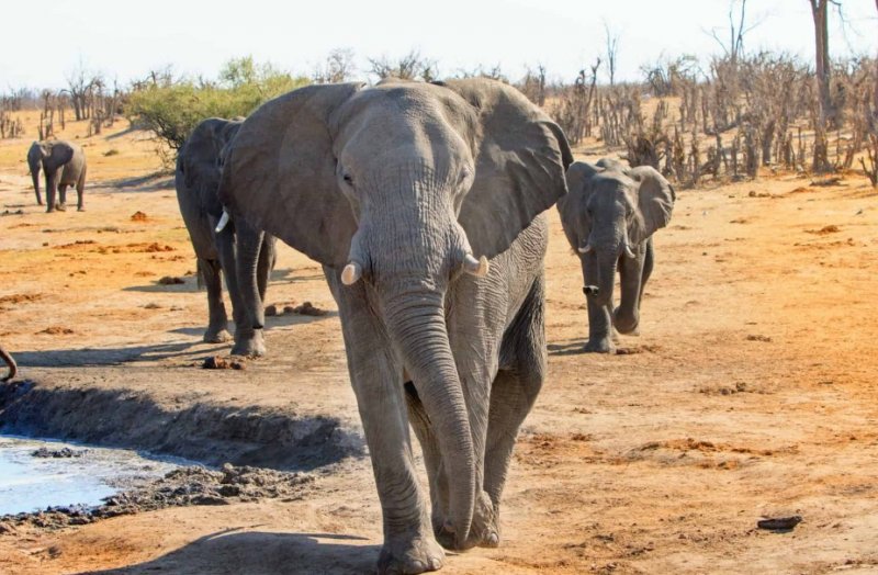 Ker & Downey® Africa