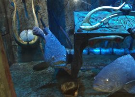 dubaj-bara-rijen-2016-027.jpg